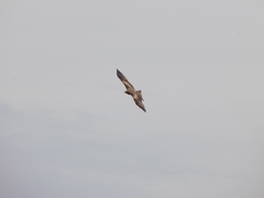 Milvus migrans