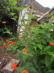 Lantana camara camara