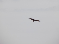 Milvus migrans