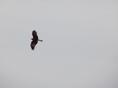 Milvus migrans