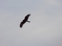 Milvus migrans