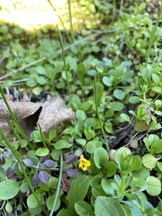 Erythranthe alsinoides