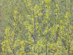 Parus major