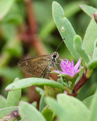 Callimormus saturnus