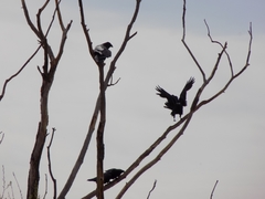 Corvus corax