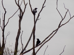 Corvus corax