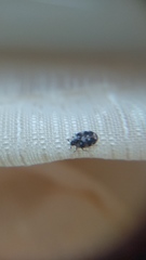 Anthrenus picturatus