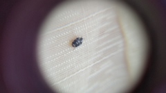 Anthrenus picturatus