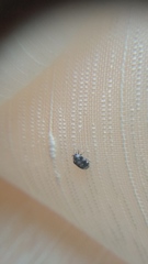 Anthrenus picturatus