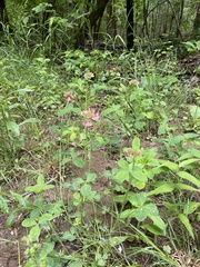 Trifolium reflexum