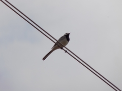 Motacilla alba