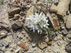Ornithogalum navaschinii