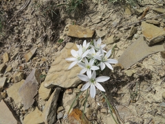 Ornithogalum navaschinii