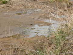 Tringa ochropus
