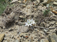 Ornithogalum navaschinii