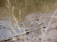 Tringa ochropus