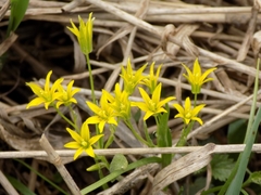 Gagea minima