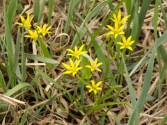 Gagea minima