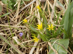 Gagea minima