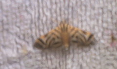 Spilomela
