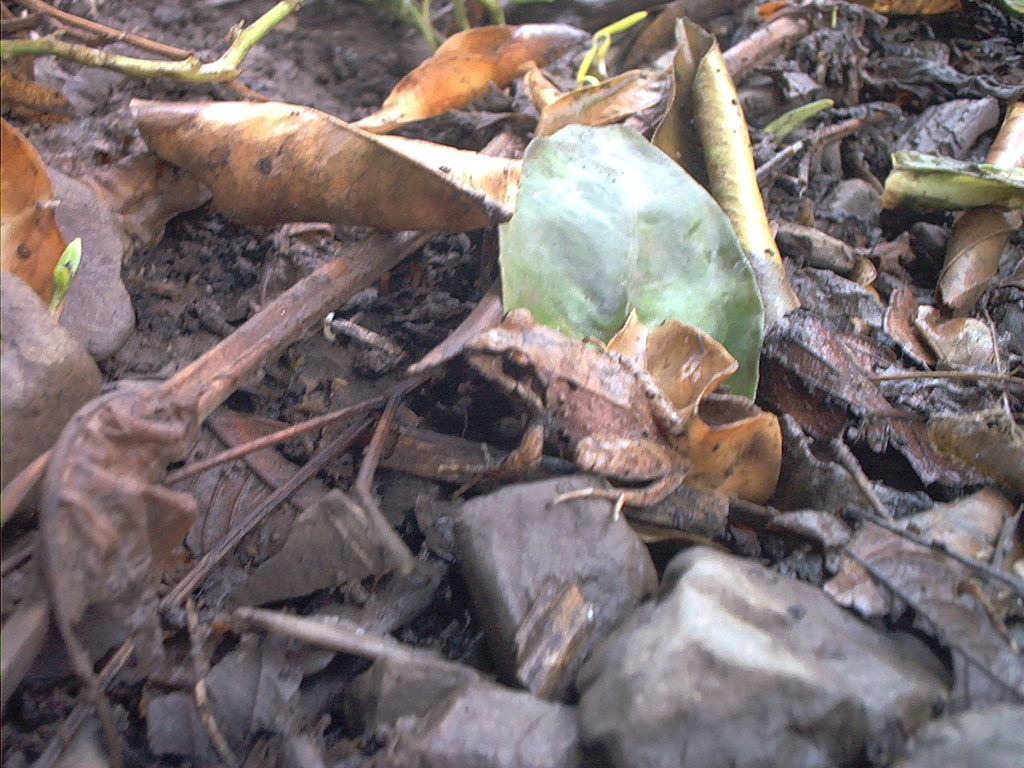 Yunganastes bisignatus