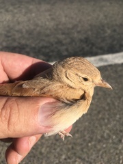 Ammomanes cinctura
