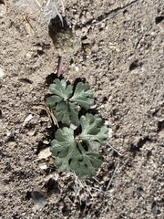 Cymopterus ripleyi