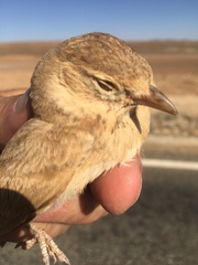 Ammomanes cinctura