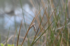 Cordulia aenea aenea