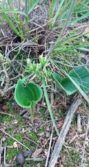 Eriospermum pubescens