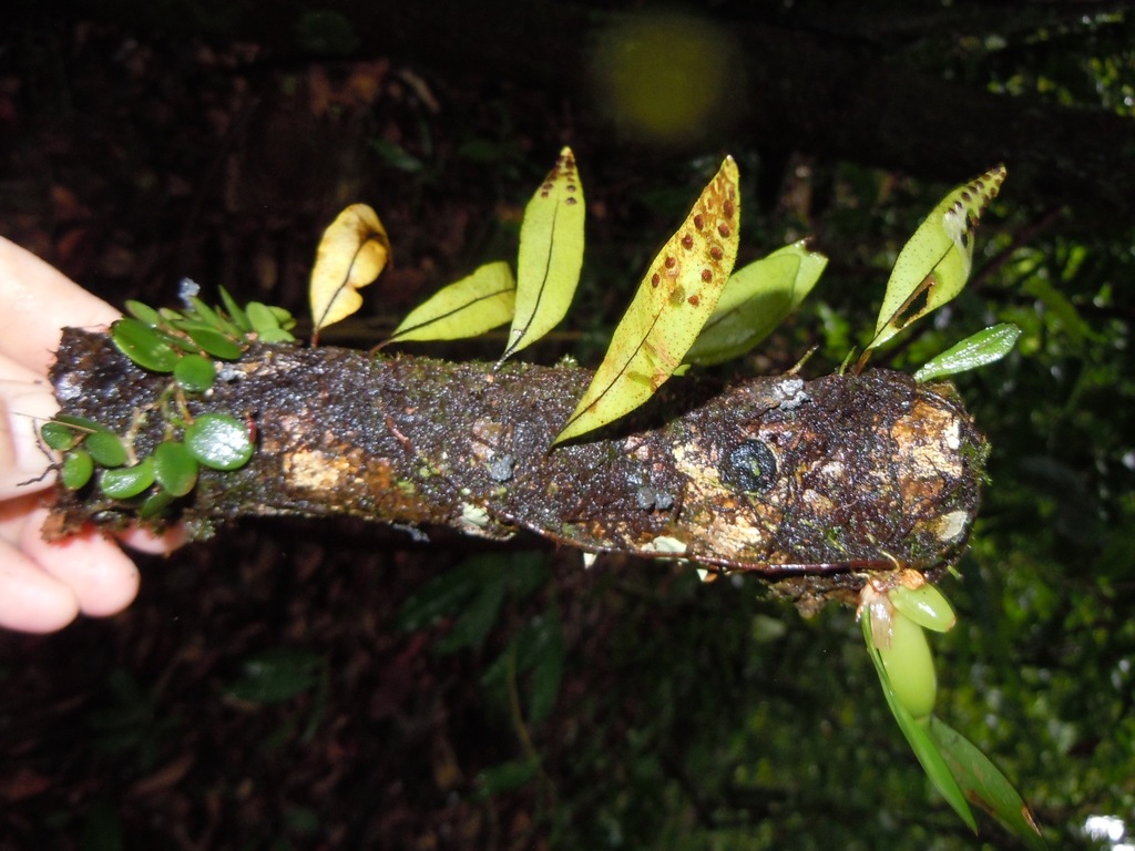 Pleopeltis panamensis