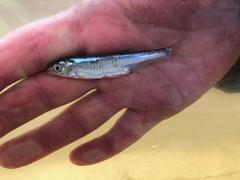 Notropis atherinoides