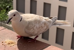 Streptopelia decaocto