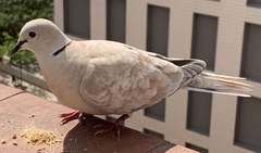 Streptopelia decaocto