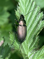 Poecilus cupreus