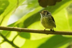 Myiornis auricularis