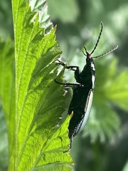 Poecilus cupreus