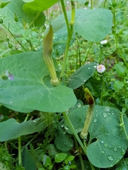 Aristolochia rotunda