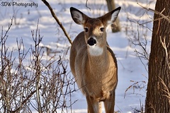 Odocoileus virginianus
