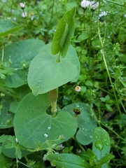 Aristolochia rotunda