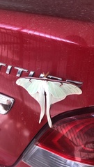 Actias truncatipennis