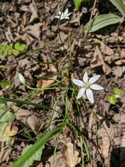 Ornithogalum woronowii