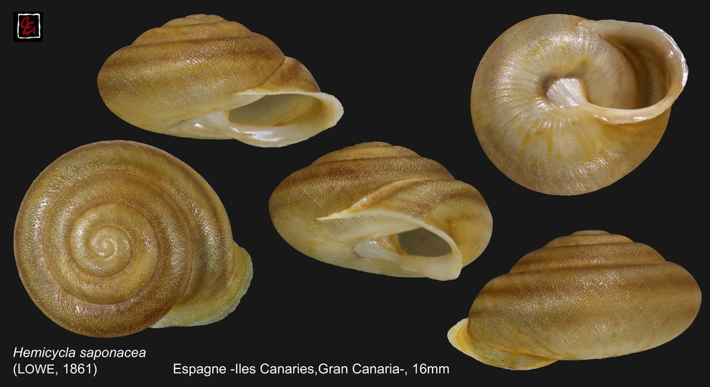 Hemicycla saponacea