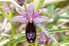 Ophrys bertolonii bertolonii