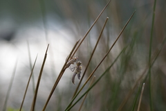 Cordulia aenea aenea