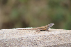 Sceloporus pyrocephalus