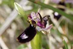 Ophrys bertolonii bertolonii