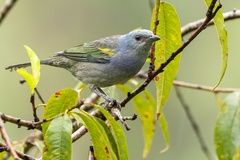 Golden-Chevroned Tanager photo 3