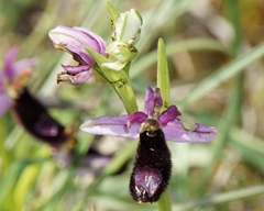 Ophrys bertolonii bertolonii