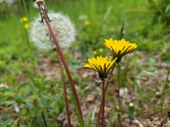 Taraxacum tortilobum